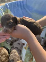 Tiny Long Hair Pied Mini Boy , a male Miniature Dachshund for sale in San Antonio, TX – Photo 3 of 10
