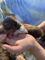 Tiny Long Hair Pied Mini Boy , a male Miniature Dachshund for sale in San Antonio, TX – Photo 4 of 10