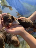 Tiny Long Hair Pied Mini Boy , a male Miniature Dachshund for sale in San Antonio, TX – Photo 2 of 10
