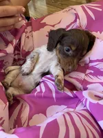 Tiny Long Hair  , a male Miniature Dachshund for sale in San Antonio, TX – Photo 3 of 3