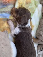 Tiny Long Hair Pied Mini Boy , a male Miniature Dachshund for sale in San Antonio, TX – Photo 8 of 10