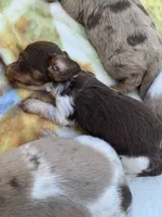 Tiny Long Hair Pied Mini Boy , a male Miniature Dachshund for sale in San Antonio, TX – Photo 7 of 10