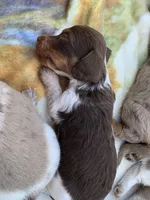 Tiny Long Hair Pied Mini Boy , a male Miniature Dachshund for sale in San Antonio, TX – Photo 10 of 10
