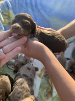 Tiny Long Hair Pied Mini Boy , a male Miniature Dachshund for sale in San Antonio, TX – Photo 5 of 10