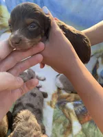 Tiny Long Hair Pied Mini Boy , a male Miniature Dachshund for sale in San Antonio, TX – Photo 6 of 10