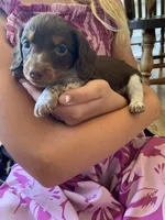 Tiny Long Hair  , a male Miniature Dachshund for sale in San Antonio, TX – Photo 2 of 3