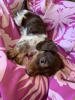 Tiny Long Hair  , a male Miniature Dachshund for sale in San Antonio, TX – Photo 1 of 3