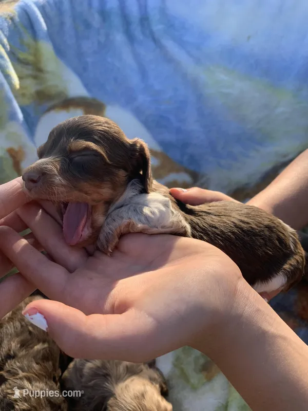 Tiny Long Hair Pied Mini Boy  – Miniature Dachshund puppy for sale in San Antonio, TX