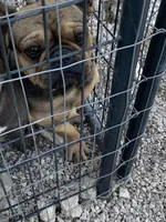 Male French Bulldog , a male French Bulldog for sale in San Antonio, TX – Photo 2 of 2