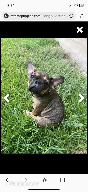 Male French Bulldog  – French Bulldog puppy for sale in San Antonio, TX