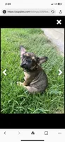 Male French Bulldog , a male French Bulldog for sale in San Antonio, TX – Photo 1 of 2