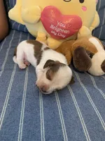 Gorgeous Pie Bald Boy, a male Miniature Dachshund for sale in San Antonio, TX – 3 of 7