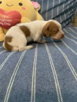 Fancy Pied tan/white girl, a female Miniature Dachshund for sale in San Antonio, TX – 4 of 10