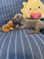 Fancy Lilac/Fawn Baby Boy , a male Miniature Dachshund for sale in San Antonio, TX – 2 of 9