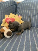 Gorgeous Grey and Tan Tiny boy, a male Miniature Dachshund for sale in San Antonio, TX – 2 of 10