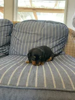 Classic Fancy Long hair boy, a male Miniature Dachshund for sale in San Antonio, TX – 7 of 10