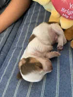 Gorgeous Pie Bald Boy, a male Miniature Dachshund for sale in San Antonio, TX – 6 of 7