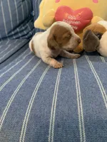 Fancy Pied tan/white girl, a female Miniature Dachshund for sale in San Antonio, TX – 9 of 10