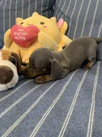 Gorgeous Grey and Tan Tiny boy, a male Miniature Dachshund for sale in San Antonio, TX – 8 of 10