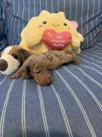 Fancy chocolate Dapple Girl, a female Miniature Dachshund for sale in San Antonio, TX – 2 of 10
