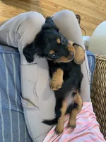 Classic Fancy Long hair boy, a male Miniature Dachshund for sale in San Antonio, TX – 6 of 10