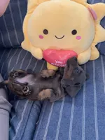 Gorgeous Grey and Tan Tiny boy, a male Miniature Dachshund for sale in San Antonio, TX – 10 of 10