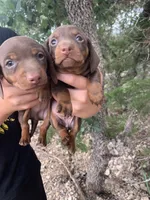 Chocolate Miniature Male , a male Miniature Dachshund for sale in San Antonio, TX – 5 of 7