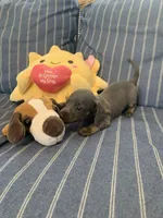 Gorgeous Grey and Tan Tiny boy, a male Miniature Dachshund for sale in San Antonio, TX – 5 of 10