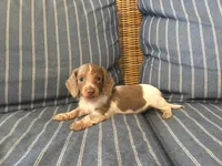 Isabella Pied Miniature Long hair Female , a female Miniature Dachshund for sale in San Antonio, TX – 10 of 10