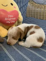 Fancy Pied tan/white girl, a female Miniature Dachshund for sale in San Antonio, TX – 2 of 10
