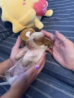 Fancy Pied tan/white girl, a female Miniature Dachshund for sale in San Antonio, TX – 10 of 10
