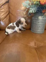 Gorgeous Mini Dachshund, a male Miniature Dachshund for sale in San Antonio, TX – 9 of 10