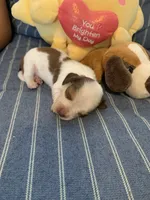 Gorgeous Pie Bald Boy, a male Miniature Dachshund for sale in San Antonio, TX – 5 of 7