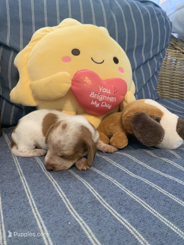 Fancy Pied tan/white girl – Miniature Dachshund puppy for sale in San Antonio, TX
