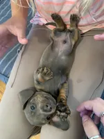 Gorgeous Grey and Tan Tiny boy, a male Miniature Dachshund for sale in San Antonio, TX – 7 of 10