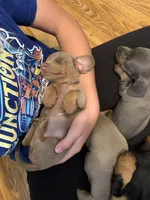 Fancy Lilac/Fawn Baby Boy , a male Miniature Dachshund for sale in San Antonio, TX – 3 of 9