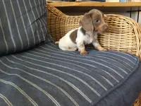 Isabella Pied Miniature Long hair Female , a female Miniature Dachshund for sale in San Antonio, TX – 7 of 10