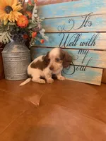 Gorgeous Mini Dachshund, a male Miniature Dachshund for sale in San Antonio, TX – 2 of 10