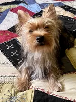Flash, a male Yorkshire Terrier for sale in Greeneville, TN – 5 of 8