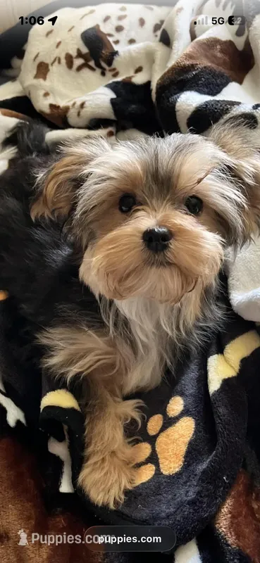 Babydoll Sully  – Morkie puppy for sale in Tri-Cities, TN