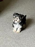 Babydoll 🐶 , a male Morkie for sale in Tri-Cities, TN – Photo 7 of 7