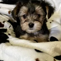 Babydoll Sully , a male Morkie for sale in Tri-Cities, TN – Photo 4 of 9