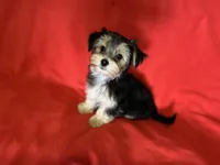 Babydoll 🐶 , a male Morkie for sale in Tri-Cities, TN – Photo 1 of 7