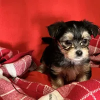 Babydoll Sully , a male Morkie for sale in Tri-Cities, TN – Photo 5 of 9
