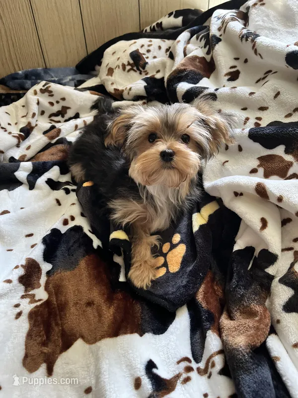 Babydoll Sully  – Morkie puppy for sale in Tri-Cities, TN