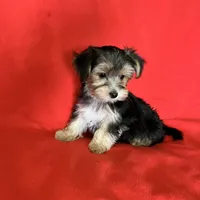 Babydoll Sully , a male Morkie for sale in Tri-Cities, TN – Photo 7 of 9