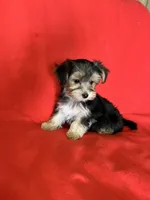 Babydoll 🐶 , a male Morkie for sale in Tri-Cities, TN – Photo 6 of 7