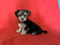 Babydoll 🐶 , a male Morkie for sale in Tri-Cities, TN – Photo 5 of 7