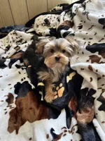 Babydoll Sully , a male Morkie for sale in Tri-Cities, TN – Photo 6 of 9