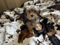 Babydoll Sully , a male Morkie for sale in Tri-Cities, TN – Photo 3 of 9
